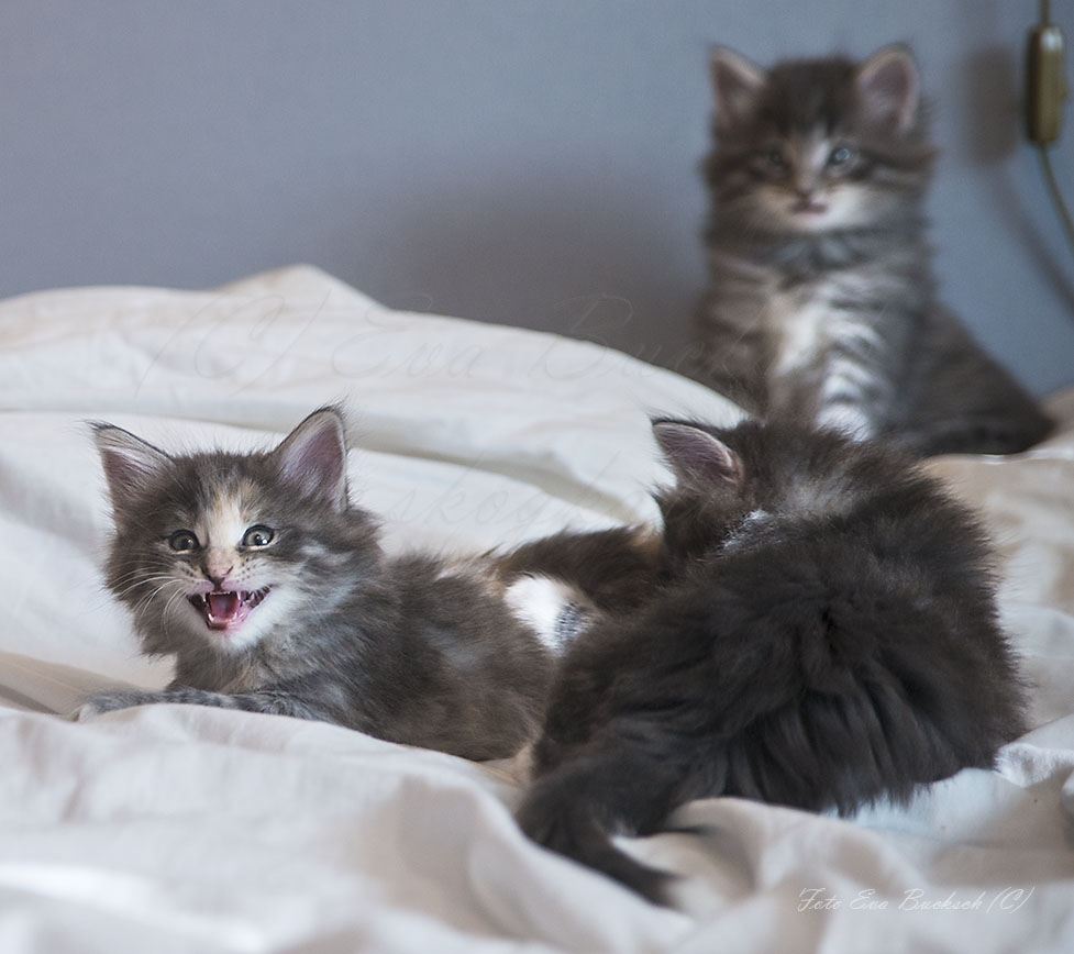 Huldrelandets norska skogkatter - foto av Eva Bucksch